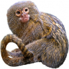 https://www.americanbreeder.com/images/com_adsmanager/categories/7343cat_t.jpg
