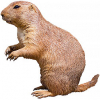 https://www.americanbreeder.com/images/com_adsmanager/categories/7346cat_t.jpg