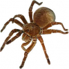 https://www.americanbreeder.com/images/com_adsmanager/categories/7347cat_t.jpg
