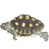 https://www.americanbreeder.com/images/com_adsmanager/categories/734cat_t.jpg