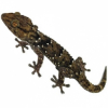 https://www.americanbreeder.com/images/com_adsmanager/categories/7350cat_t.jpg