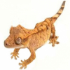 https://www.americanbreeder.com/images/com_adsmanager/categories/7351cat_t.jpg