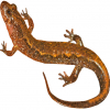 https://www.americanbreeder.com/images/com_adsmanager/categories/7354cat_t.jpg