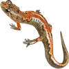 https://www.americanbreeder.com/images/com_adsmanager/categories/7356cat_t.jpg