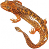 https://www.americanbreeder.com/images/com_adsmanager/categories/7357cat_t.jpg