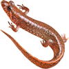 https://www.americanbreeder.com/images/com_adsmanager/categories/7358cat_t.jpg