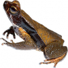 https://www.americanbreeder.com/images/com_adsmanager/categories/7359cat_t.jpg