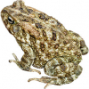 https://www.americanbreeder.com/images/com_adsmanager/categories/7360cat_t.jpg