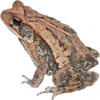 https://www.americanbreeder.com/images/com_adsmanager/categories/7361cat_t.jpg