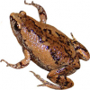https://www.americanbreeder.com/images/com_adsmanager/categories/7362cat_t.jpg