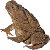 https://www.americanbreeder.com/images/com_adsmanager/categories/7364cat_t.jpg