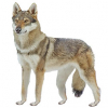https://www.americanbreeder.com/images/com_adsmanager/categories/7369cat_t.jpg