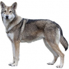 https://www.americanbreeder.com/images/com_adsmanager/categories/7371cat_t.jpg