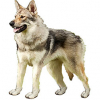 https://www.americanbreeder.com/images/com_adsmanager/categories/7377cat_t.jpg
