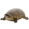 https://www.americanbreeder.com/images/com_adsmanager/categories/739cat_t.jpg