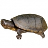 https://www.americanbreeder.com/images/com_adsmanager/categories/740cat_t.jpg