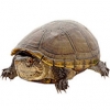 https://www.americanbreeder.com/images/com_adsmanager/categories/741cat_t.jpg