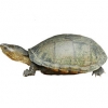 https://www.americanbreeder.com/images/com_adsmanager/categories/742cat_t.jpg