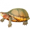 https://www.americanbreeder.com/images/com_adsmanager/categories/743cat_t.jpg