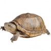https://www.americanbreeder.com/images/com_adsmanager/categories/744cat_t.jpg