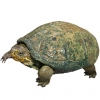 https://www.americanbreeder.com/images/com_adsmanager/categories/745cat_t.jpg