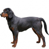 https://www.americanbreeder.com/images/com_adsmanager/categories/7481cat_t.jpg