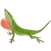 https://www.americanbreeder.com/images/com_adsmanager/categories/7534cat_t.jpg