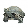 https://www.americanbreeder.com/images/com_adsmanager/categories/760cat_t.jpg