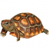 https://www.americanbreeder.com/images/com_adsmanager/categories/761cat_t.jpg