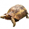 https://www.americanbreeder.com/images/com_adsmanager/categories/763cat_t.jpg