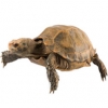 https://www.americanbreeder.com/images/com_adsmanager/categories/767cat_t.jpg