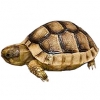 https://www.americanbreeder.com/images/com_adsmanager/categories/769cat_t.jpg