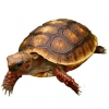 https://www.americanbreeder.com/images/com_adsmanager/categories/771cat_t.jpg