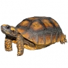 https://www.americanbreeder.com/images/com_adsmanager/categories/775cat_t.jpg