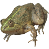 https://www.americanbreeder.com/images/com_adsmanager/categories/7898cat_t.png
