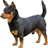 https://www.americanbreeder.com/images/com_adsmanager/categories/7899cat_t.jpg