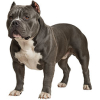 https://www.americanbreeder.com/images/com_adsmanager/categories/7902cat_t.jpg