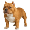 https://www.americanbreeder.com/images/com_adsmanager/categories/7903cat_t.jpg