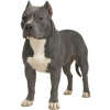 https://www.americanbreeder.com/images/com_adsmanager/categories/7904cat_t.jpg