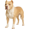 https://www.americanbreeder.com/images/com_adsmanager/categories/7905cat_t.jpg