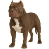 https://www.americanbreeder.com/images/com_adsmanager/categories/7906cat_t.jpg