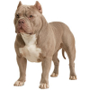 https://www.americanbreeder.com/images/com_adsmanager/categories/7907cat_t.jpg
