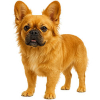 https://www.americanbreeder.com/images/com_adsmanager/categories/7908cat_t.jpg