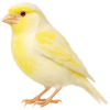 https://www.americanbreeder.com/images/com_adsmanager/categories/7909cat_t.jpg