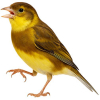 https://www.americanbreeder.com/images/com_adsmanager/categories/7912cat_t.jpg