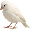 https://www.americanbreeder.com/images/com_adsmanager/categories/7913cat_t.jpg