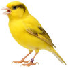 https://www.americanbreeder.com/images/com_adsmanager/categories/7915cat_t.jpg
