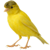 https://www.americanbreeder.com/images/com_adsmanager/categories/7918cat_t.jpg