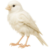 https://www.americanbreeder.com/images/com_adsmanager/categories/7919cat_t.jpg