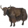 https://www.americanbreeder.com/images/com_adsmanager/categories/791cat_t.jpg